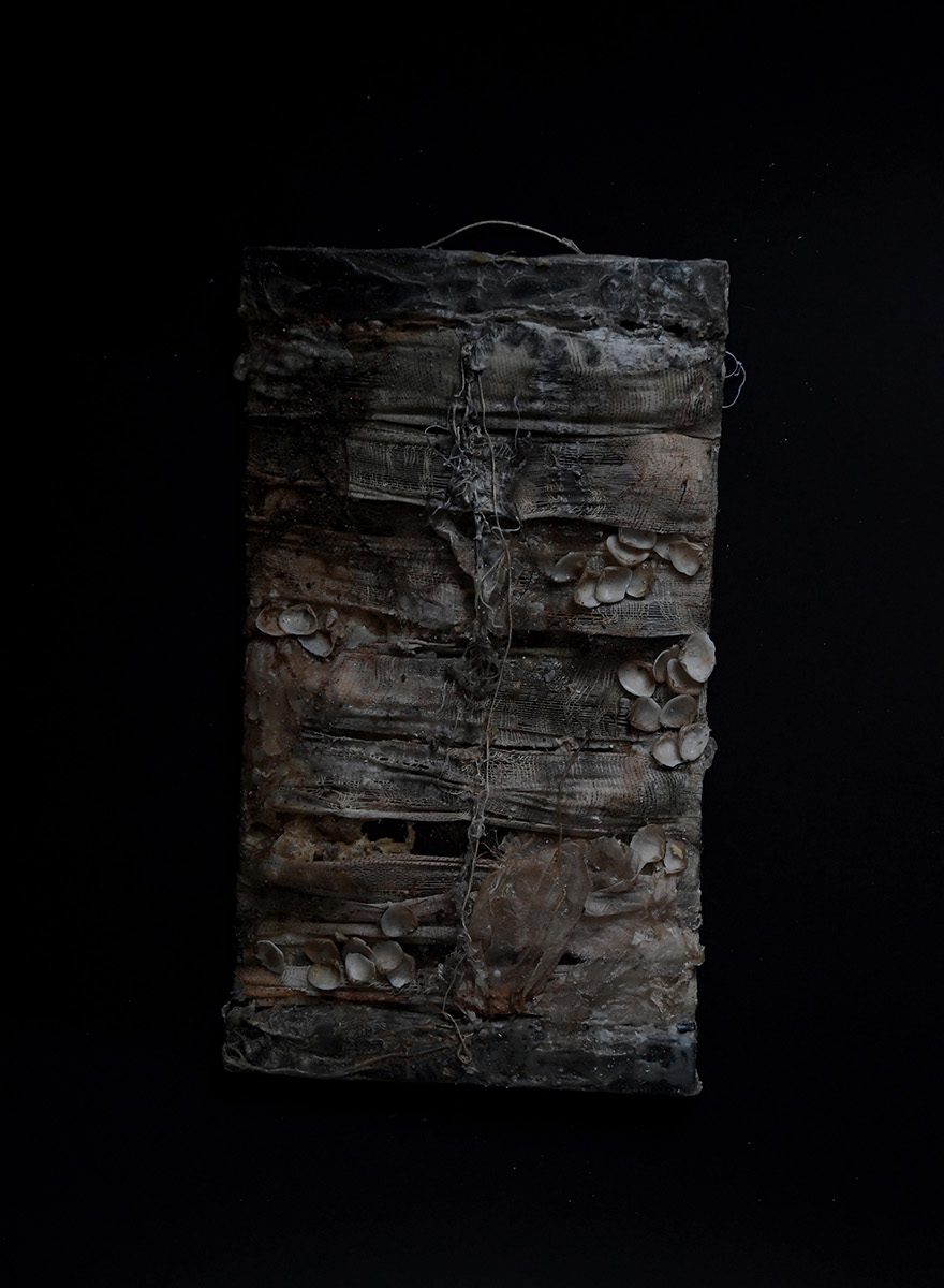 Nimetön laji (yksityiskohta), 2021.