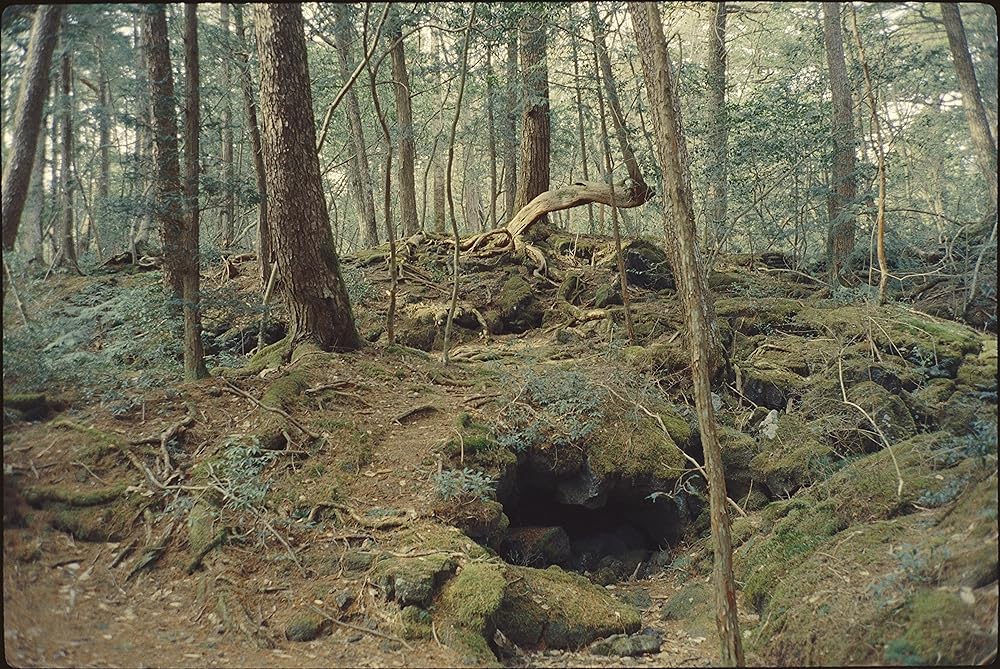 two-forests
